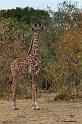 077 Tanzania, N-Serengeti, giraffe